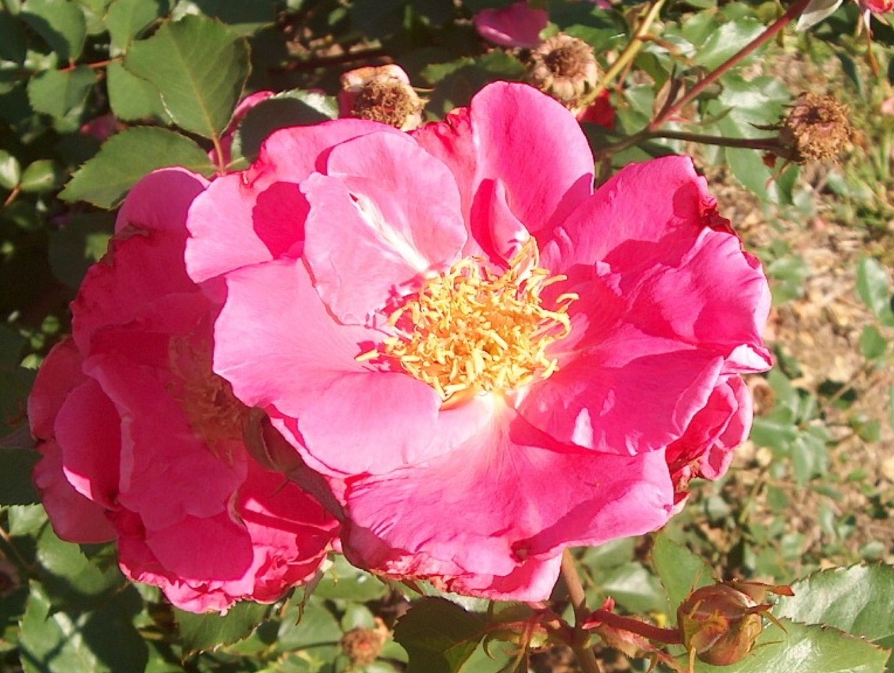 Rosa 'Carefree Beauty'  / Rosa 'Carefree Beauty' 