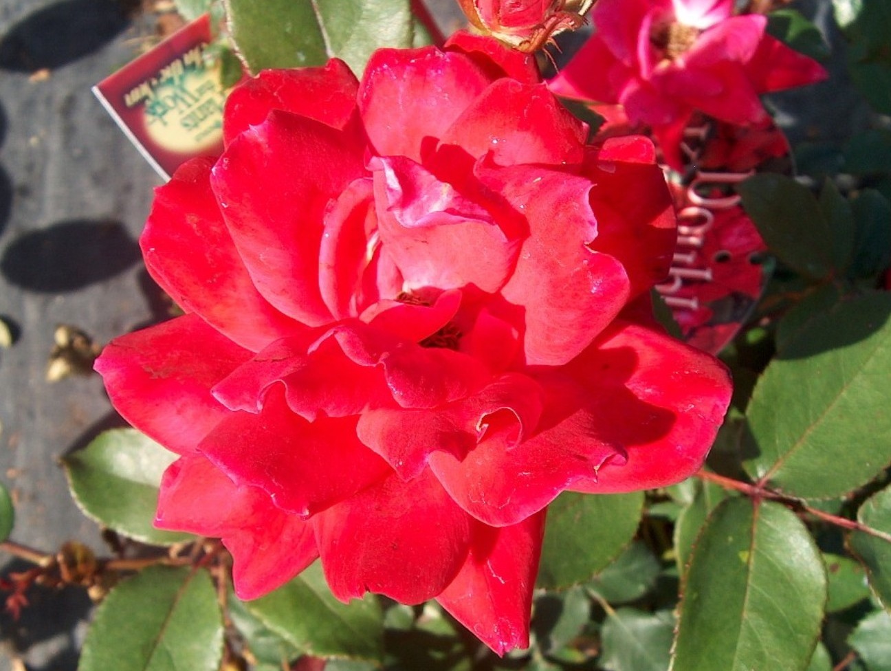 Rosa 'Double Knock Out'  / Double Knock Out Rose