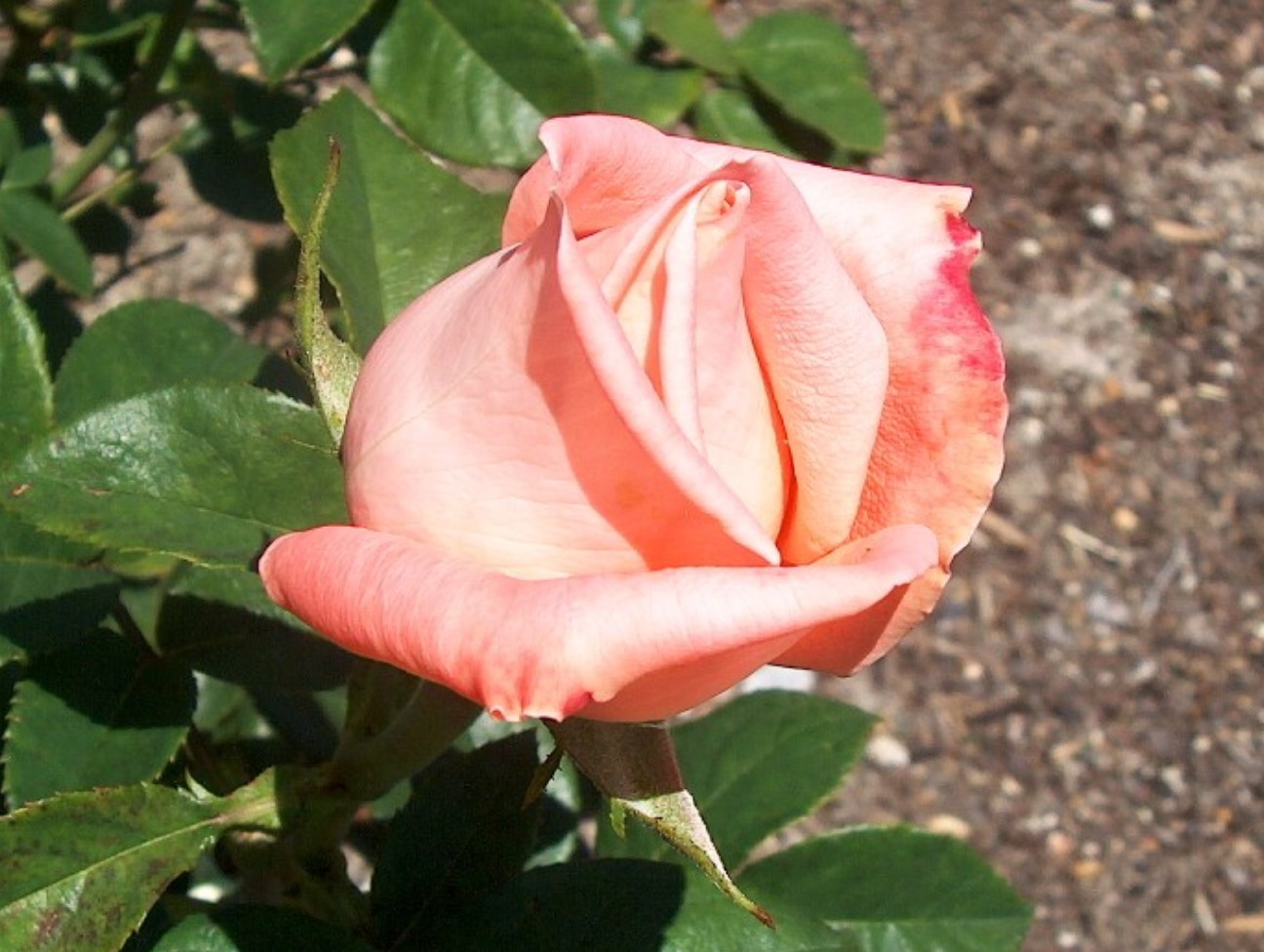 Rosa 'Engagement' / Engagement Rose