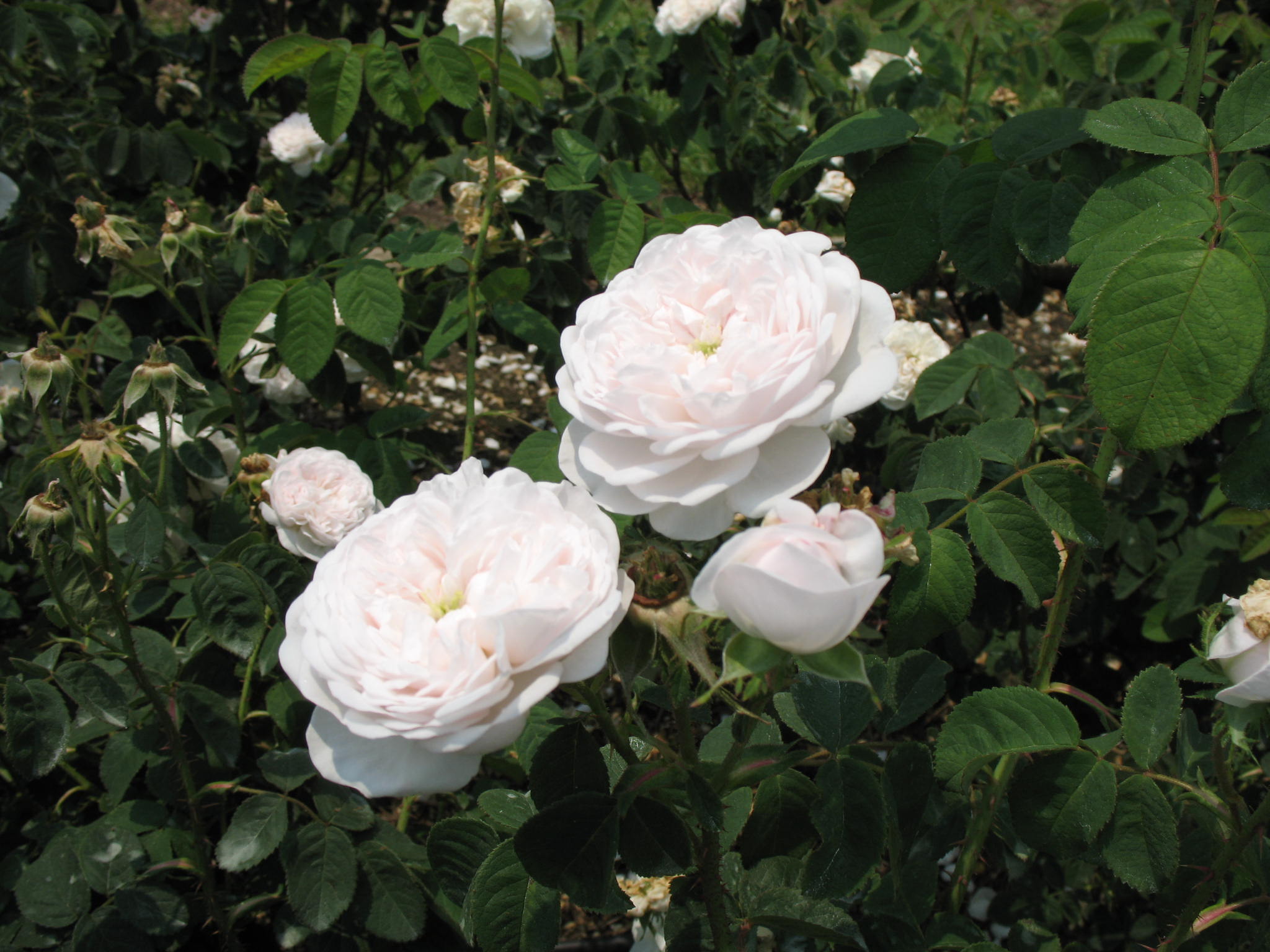 Rosa 'Madame Hardy'  / Madame Hardy Rose