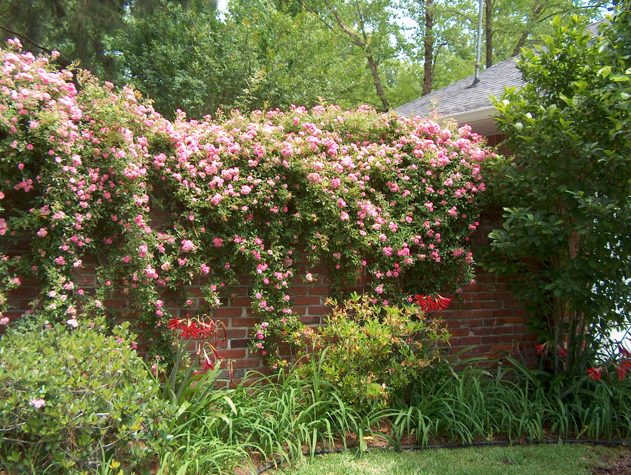 Rosa multiflora 'Seven Sisters' / Rosa multiflora 'Seven Sisters'