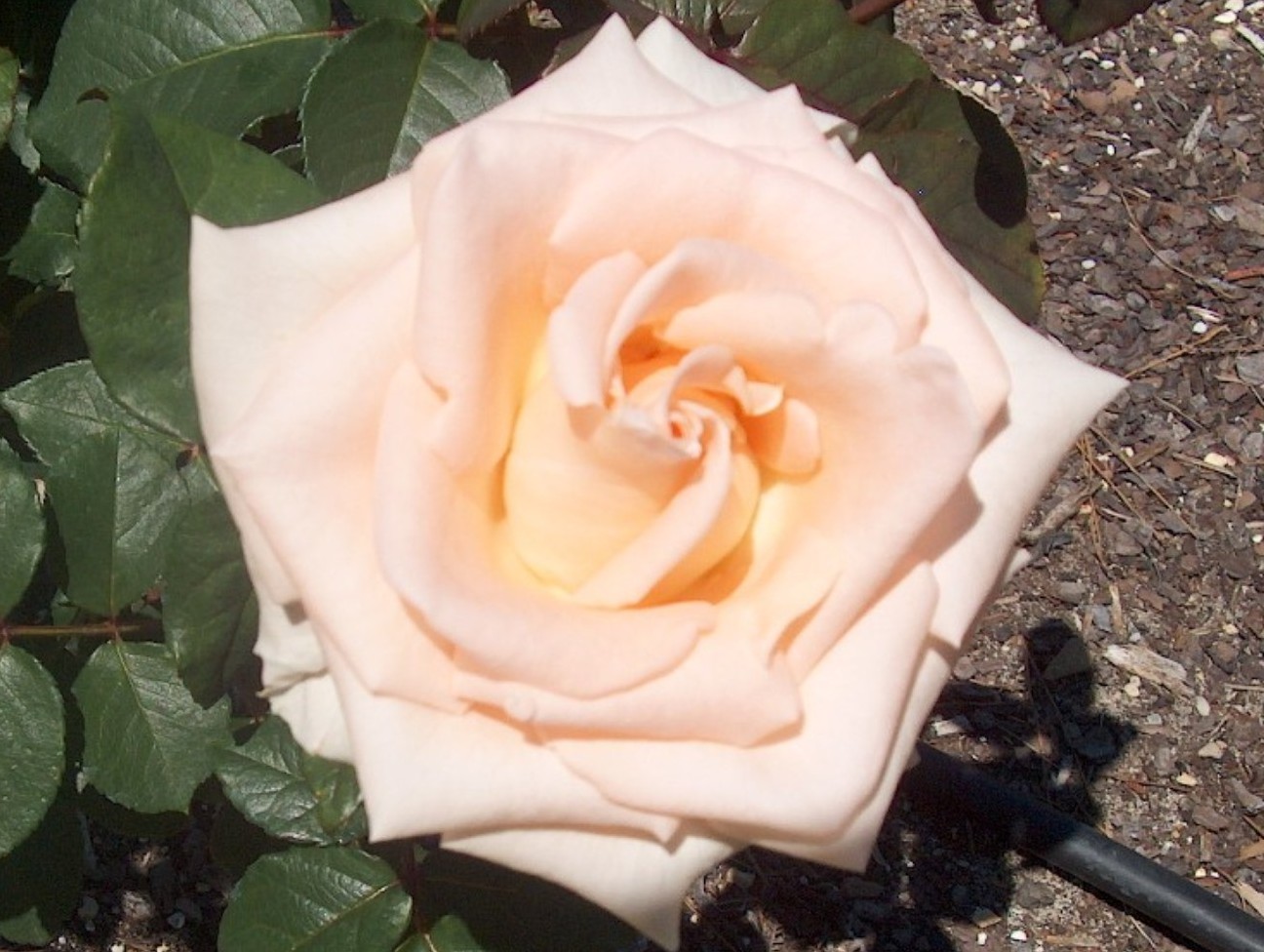 Rosa 'Osiana' / Osiana Rose
