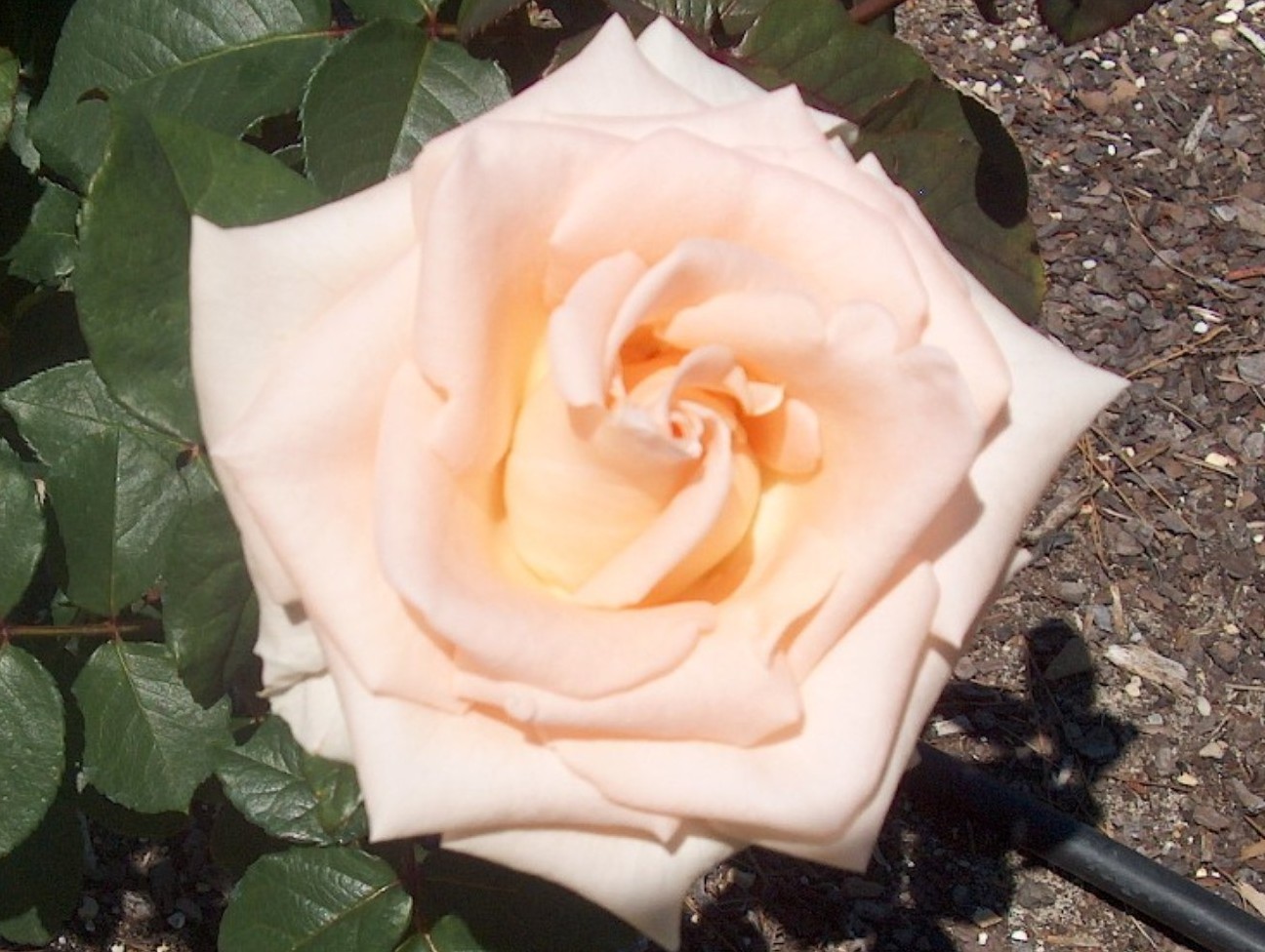 Rosa 'Osiana' / Rosa 'Osiana'