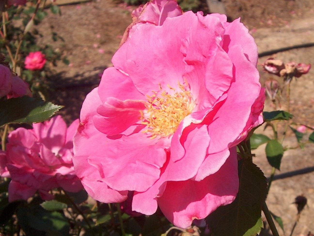 Rosa 'Princess Verona'  / Princess Verona Rose