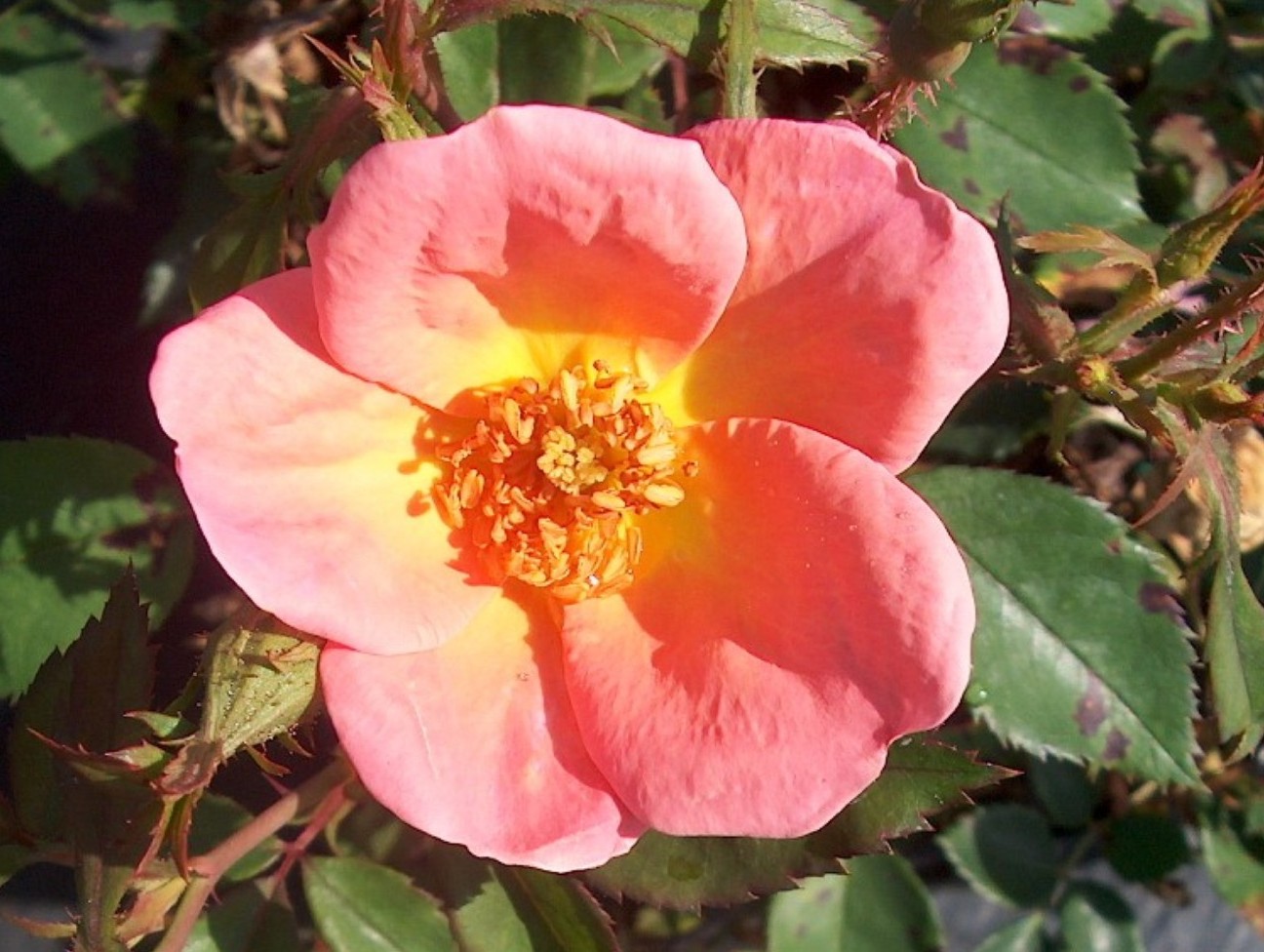 Rosa 'Rainbow Knock Out' / Rainbow Knock Out Rose