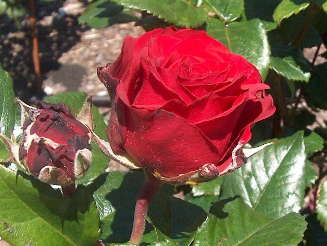 Rosa 'Royal Class' / Royal Class Rose