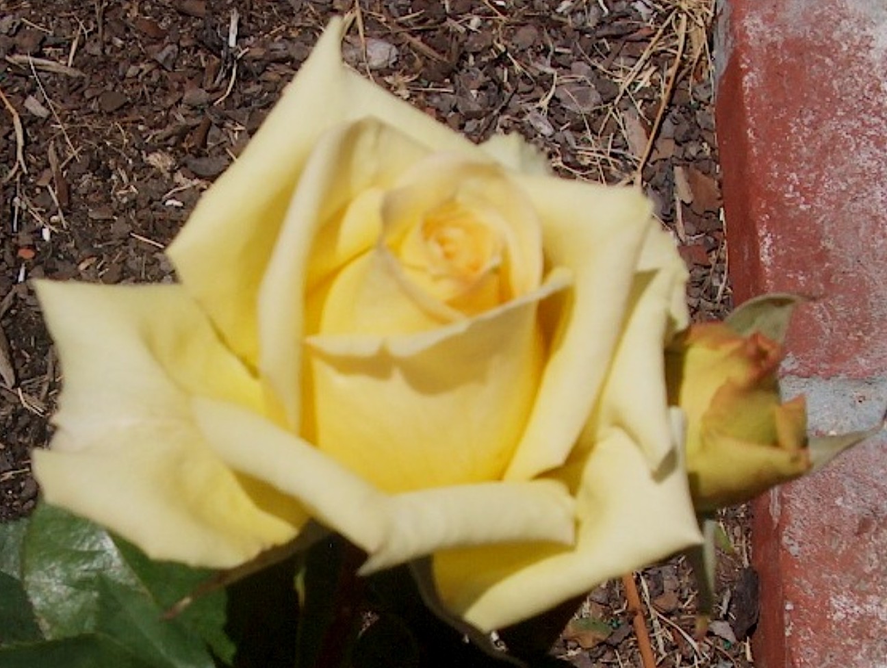Rosa 'Santa Fe' / Santa Fe Rose