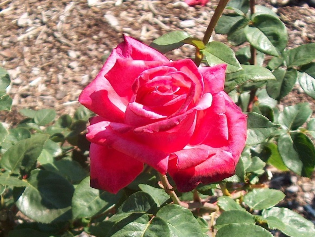Rosa 'Swarthmore' / Swarthmore Rose