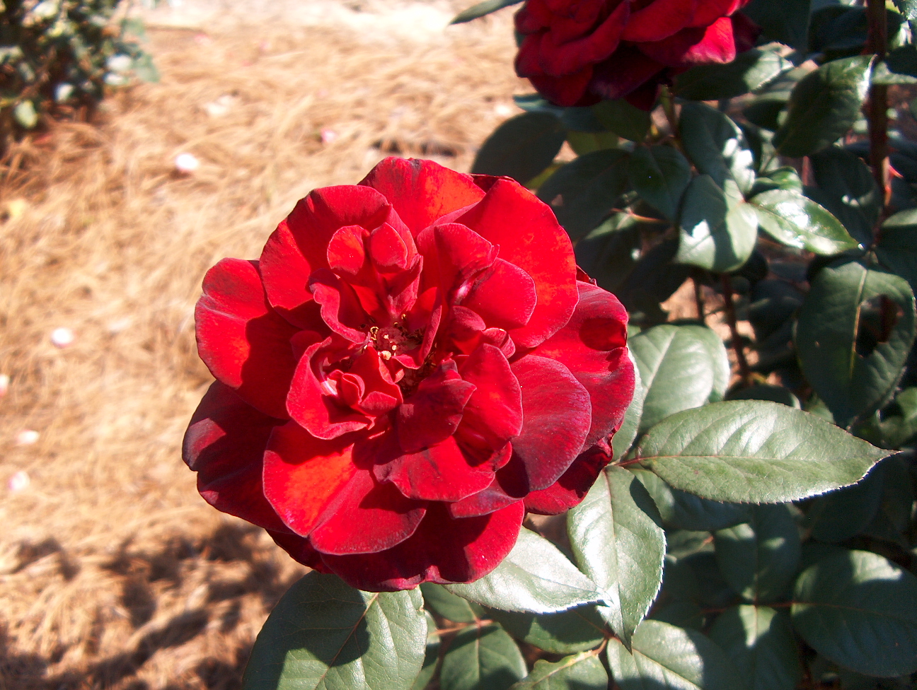 Rosa 'Taboo'  / Rosa 'Taboo' 