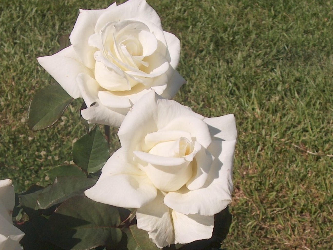 Rosa 'White Success' / White Success Rose