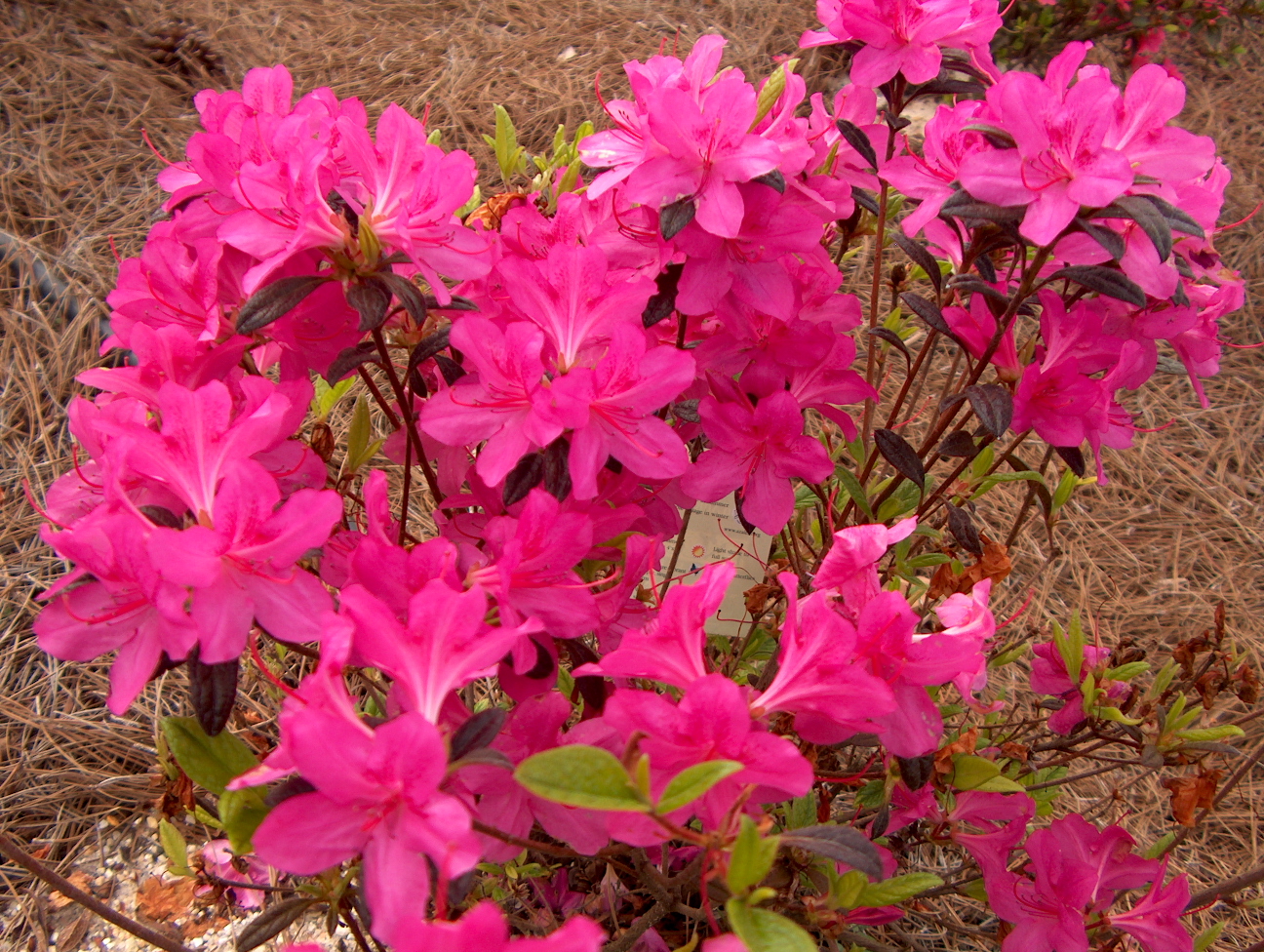 Rhododendron 'Autumn Amythest' / Rhododendron 'Autumn Amythest'