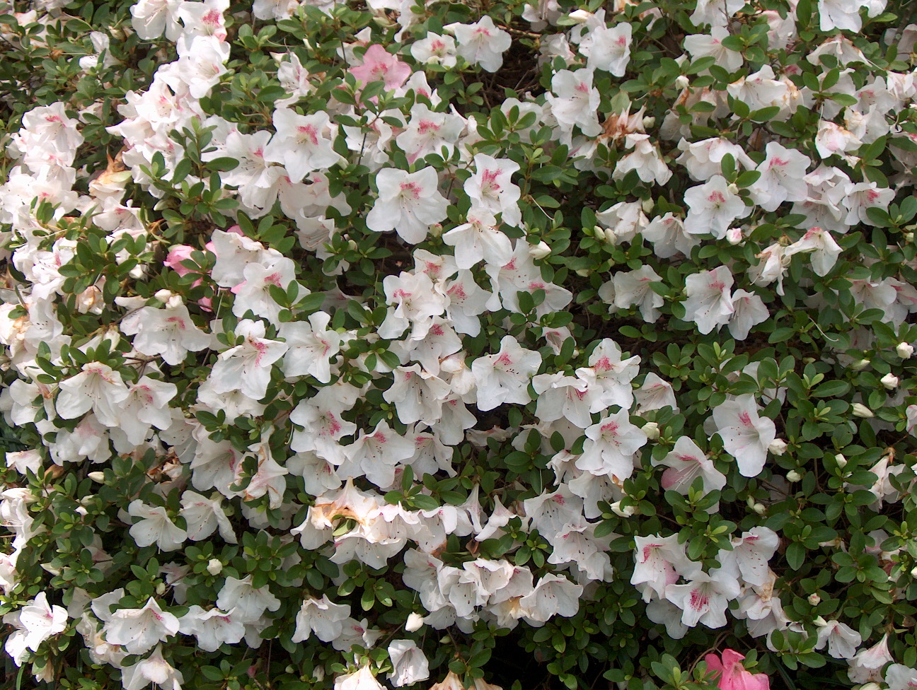 Rhododendron 'Gyokushin' / Gyokushin Azalea