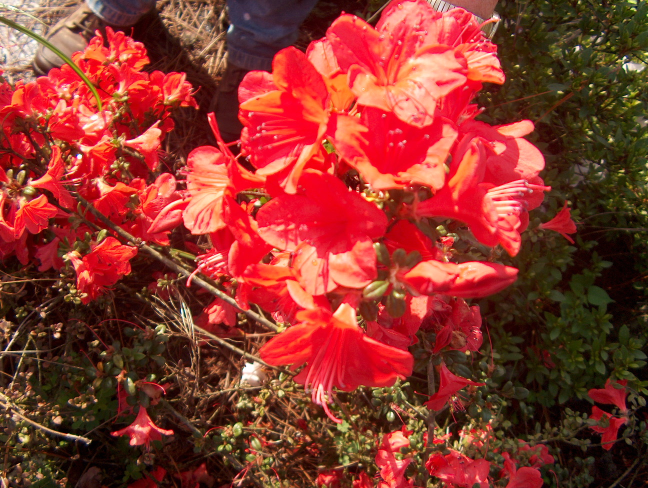 Rhododendron 'Mt. Seven Star'  / Mt. Seven Star Azalea