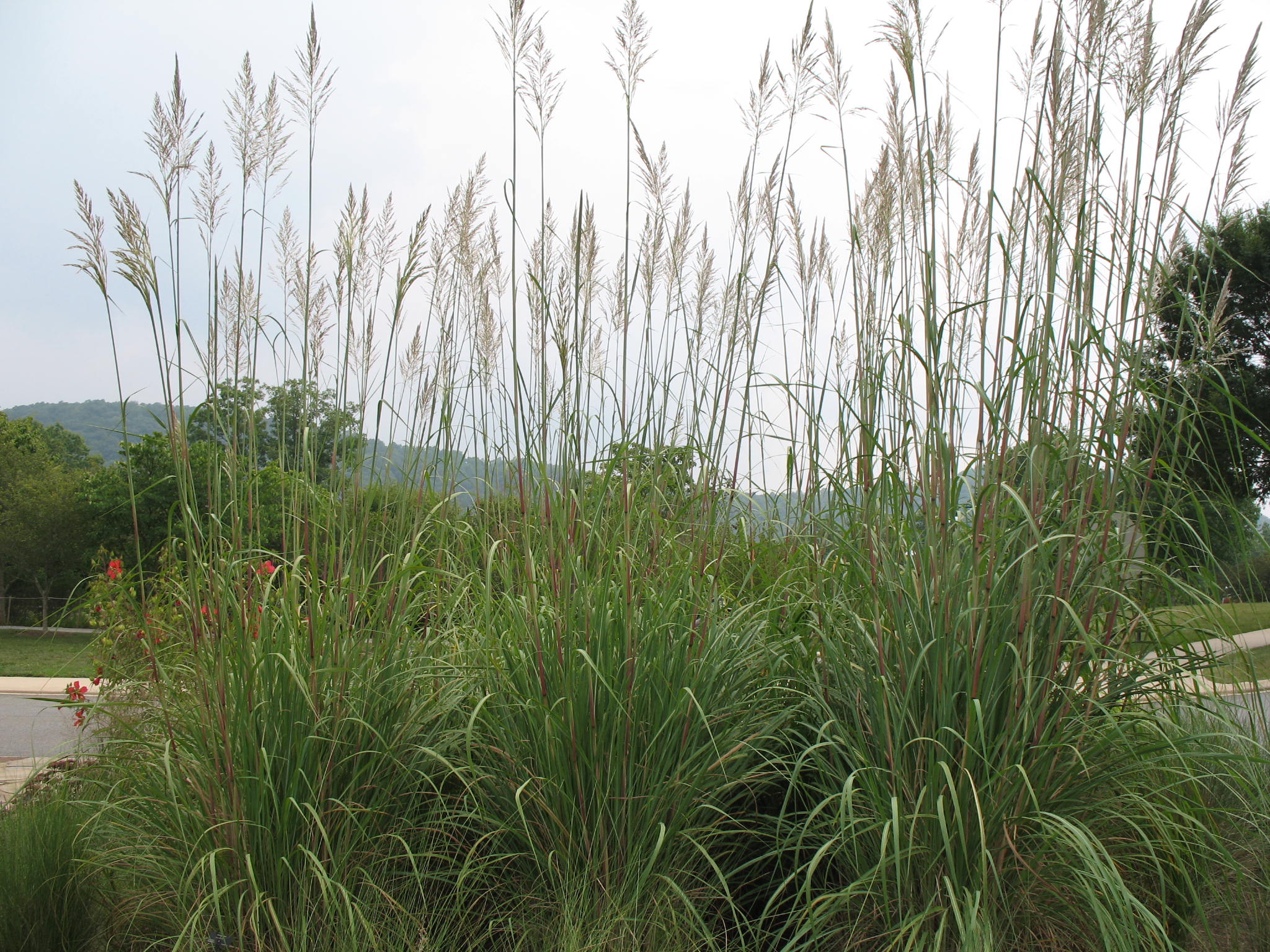 Saccharum ravennae   / Ravenna Grass