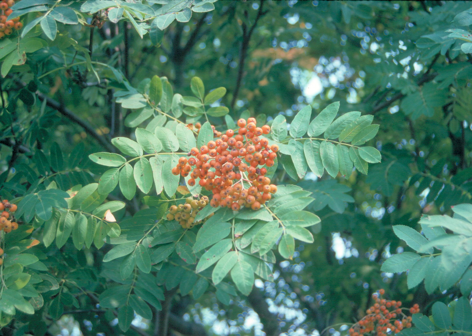 Sorbus aucuparia  / European Mountain Ash