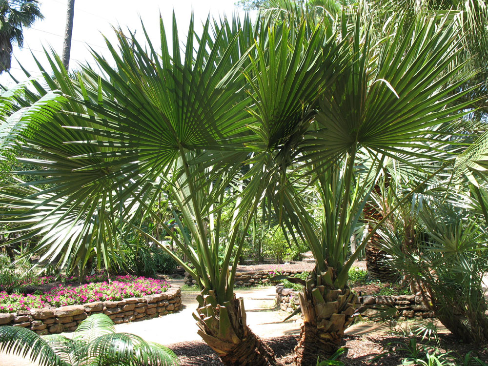 Sabal minor x Sabal mexicana / Louisiana Sabal Palm