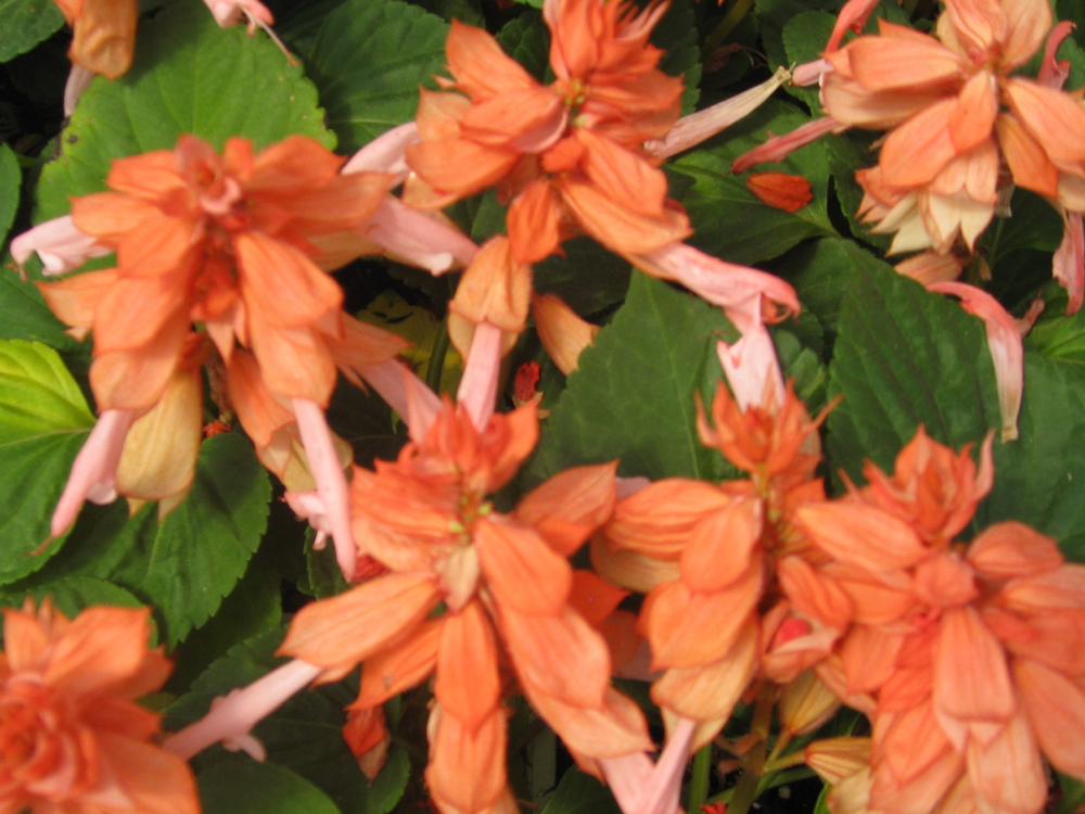 Salvia splendens 'Salsa Salmon' / Salsa Salmon