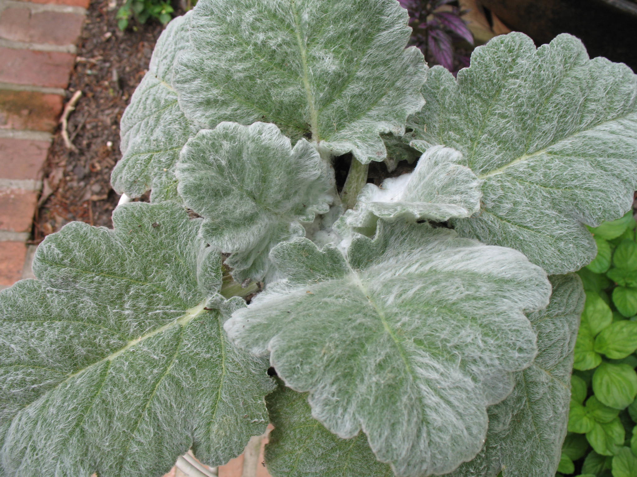 Salvia argentea / Hobbit's Foot