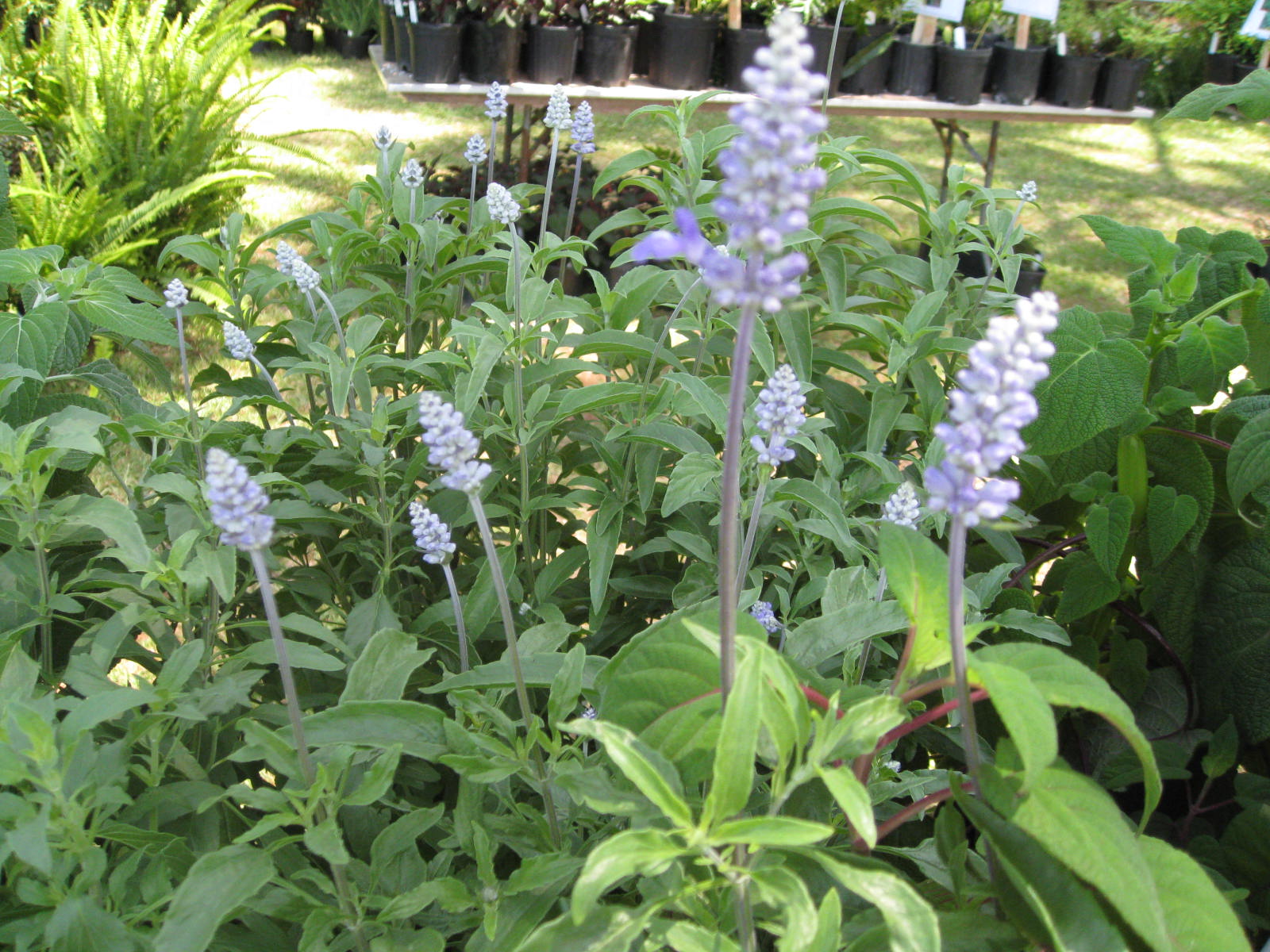 Salvia farinaceae  / Mealy Blue Sage