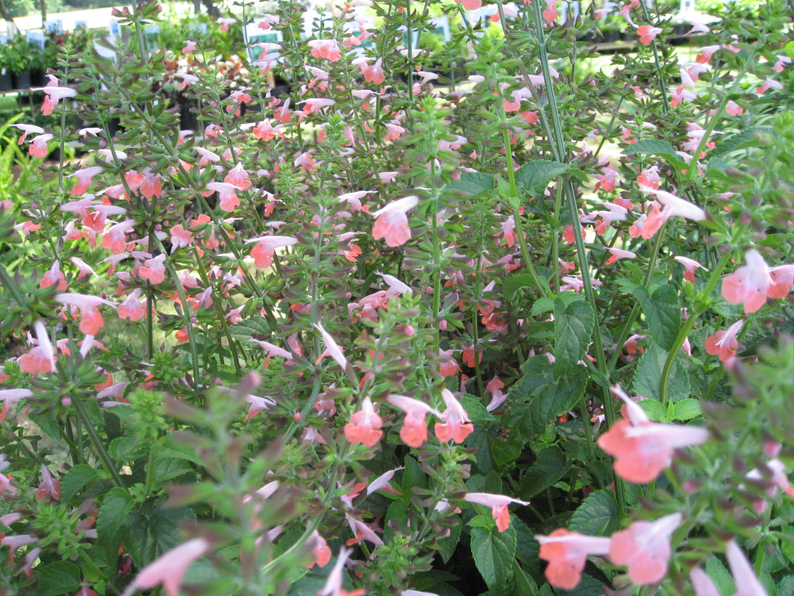 Salvia coccinea 'Coral Nymph' / Salvia coccinea 'Coral Nymph'