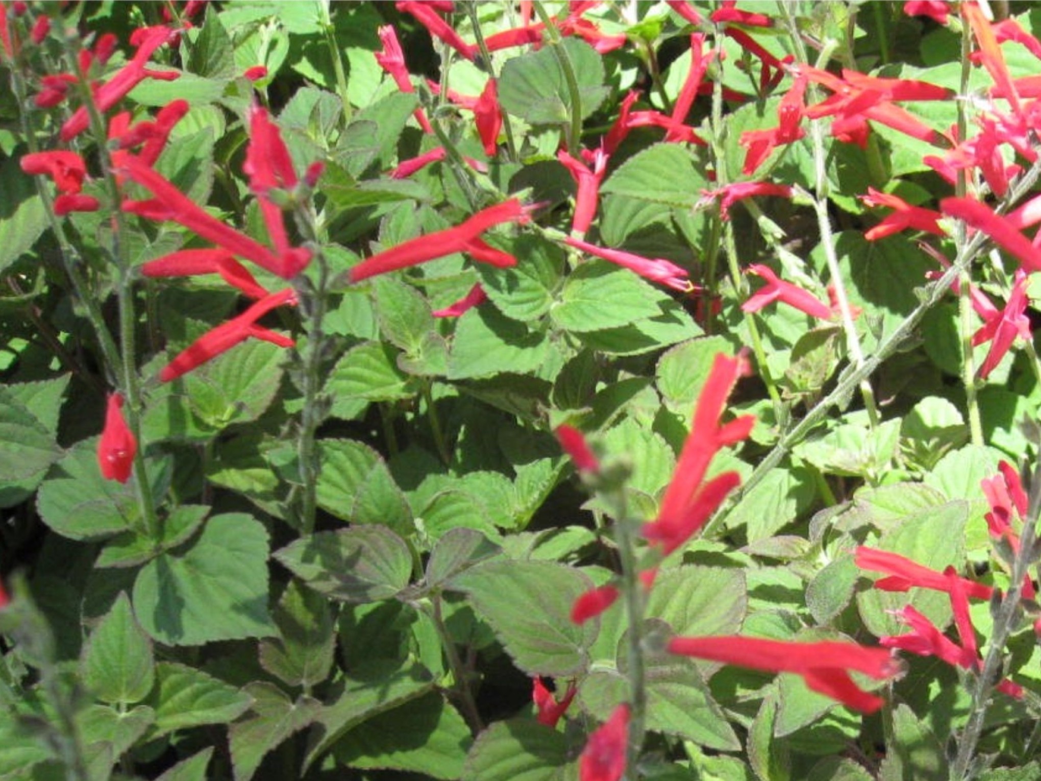 Salvia elegans 'Tangerine' / Tangerine Sage