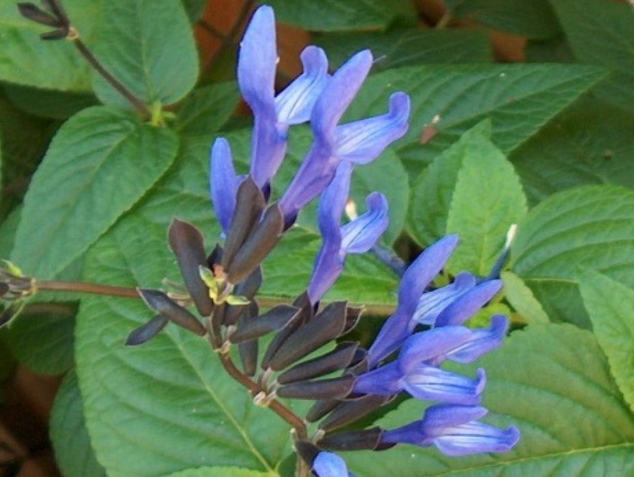 Salvia guaranitica 'Black and Blue' / Blue Anise Sage