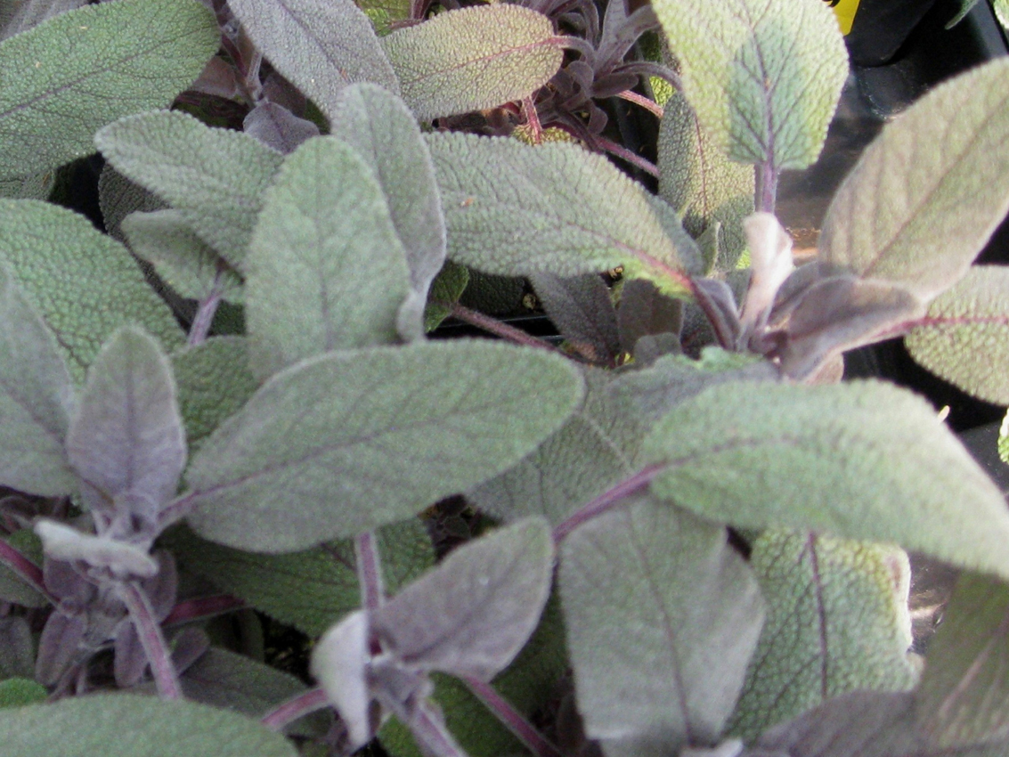 Salvia officinalis 'Purple Sage' / Purple Sage