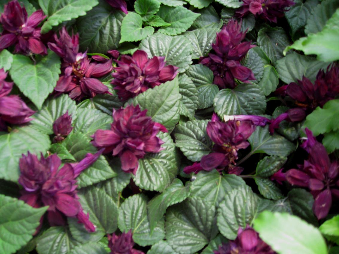 Salvia splendens 'Empire Purple' / Salvia splendens 'Empire Purple'