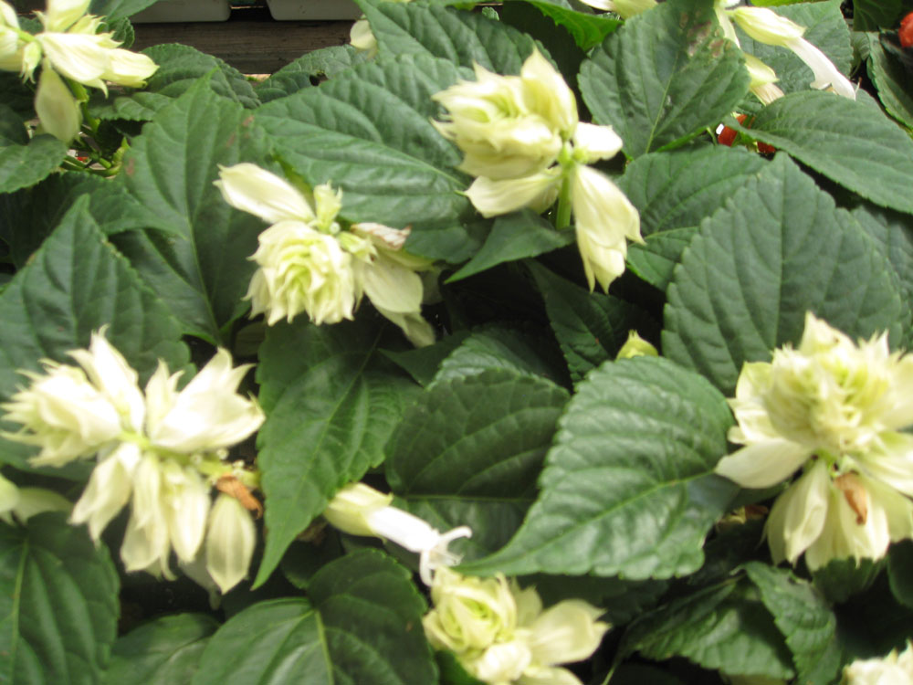 Salvia splendens 'Salsa White' / White Salvia