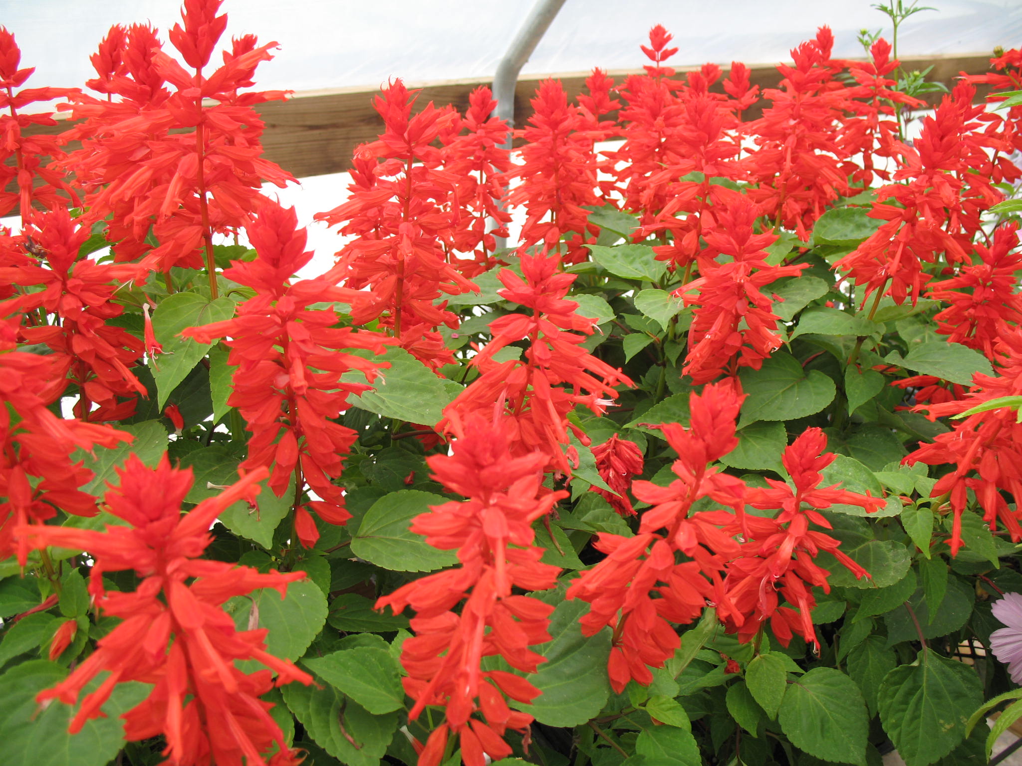 Salvia splendens 'Whopper Lighthouse'  / Whooper Lighthouse Salvia