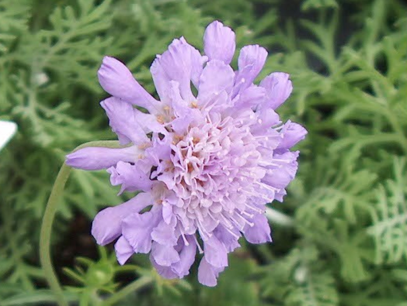 Scabiosa lucida  / Pincushion Flower, Glossy Scabious