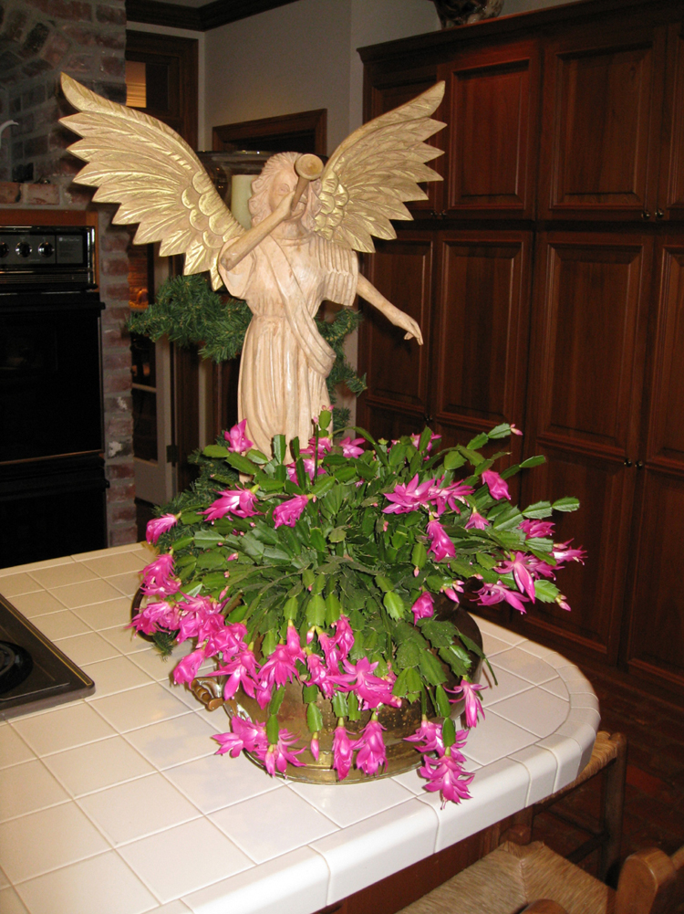 Schlumbergera x buckeyi / Christmas Cactus