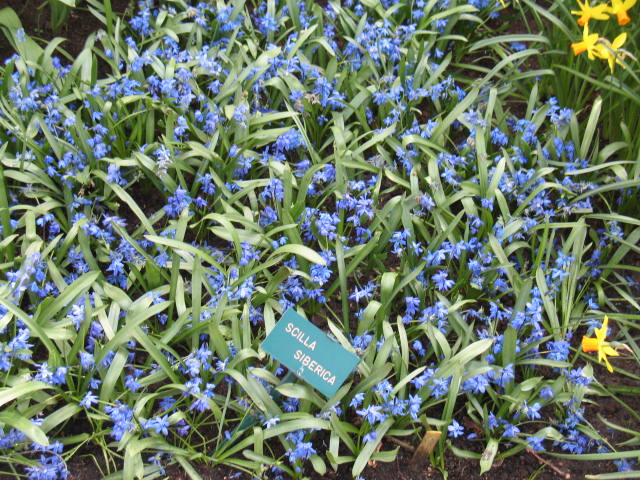 Scilla siberica / Siberian Squill