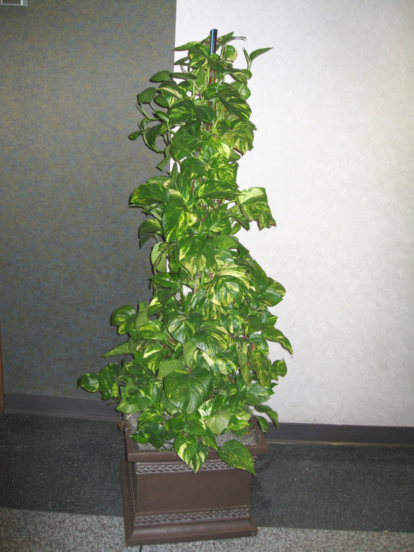 Scindapsus aureus / Pothos, Devils Ivy