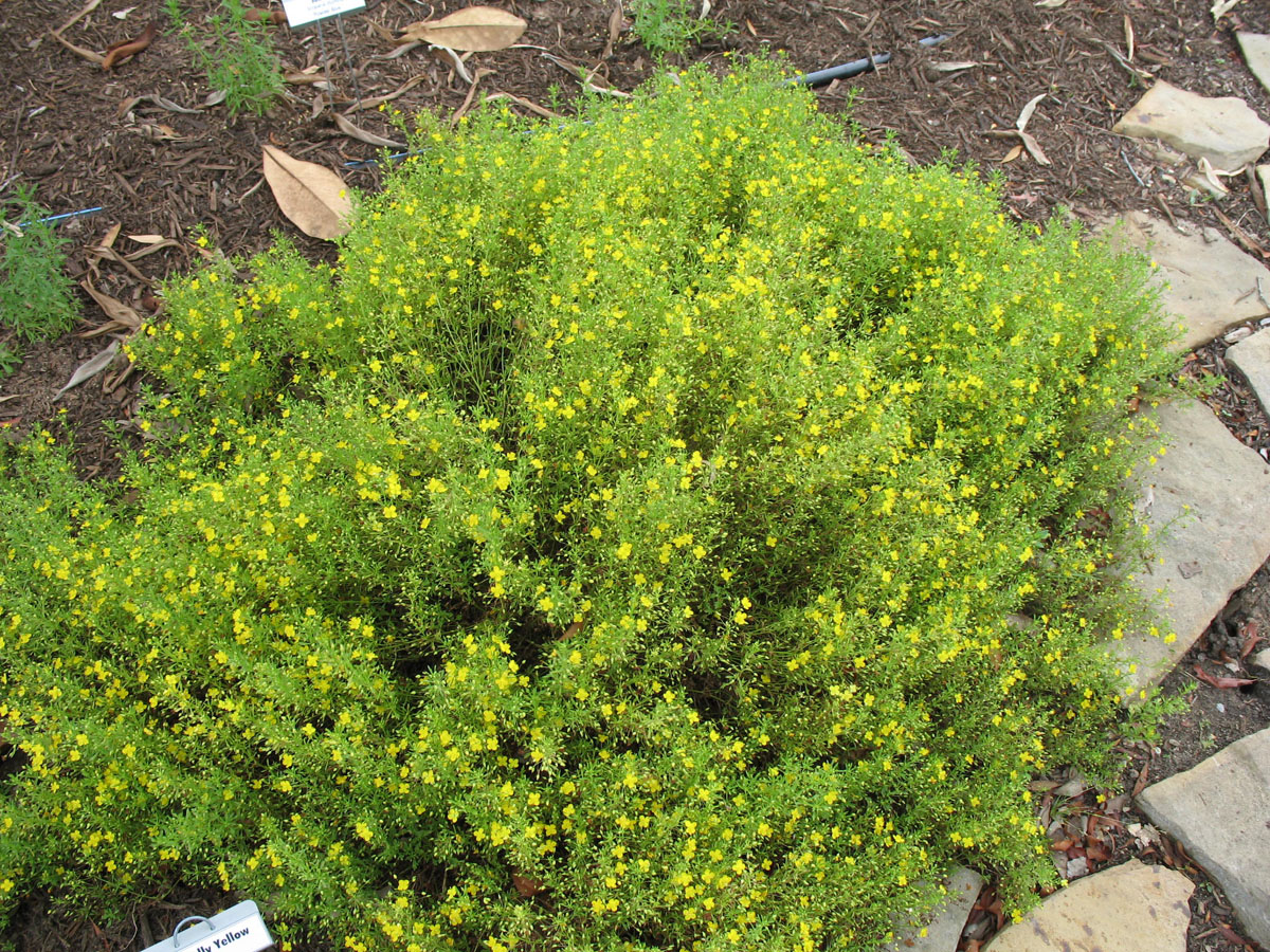 Scoparia 'Melongolly Yellow'  / Scoparia 'Melongolly Yellow' 