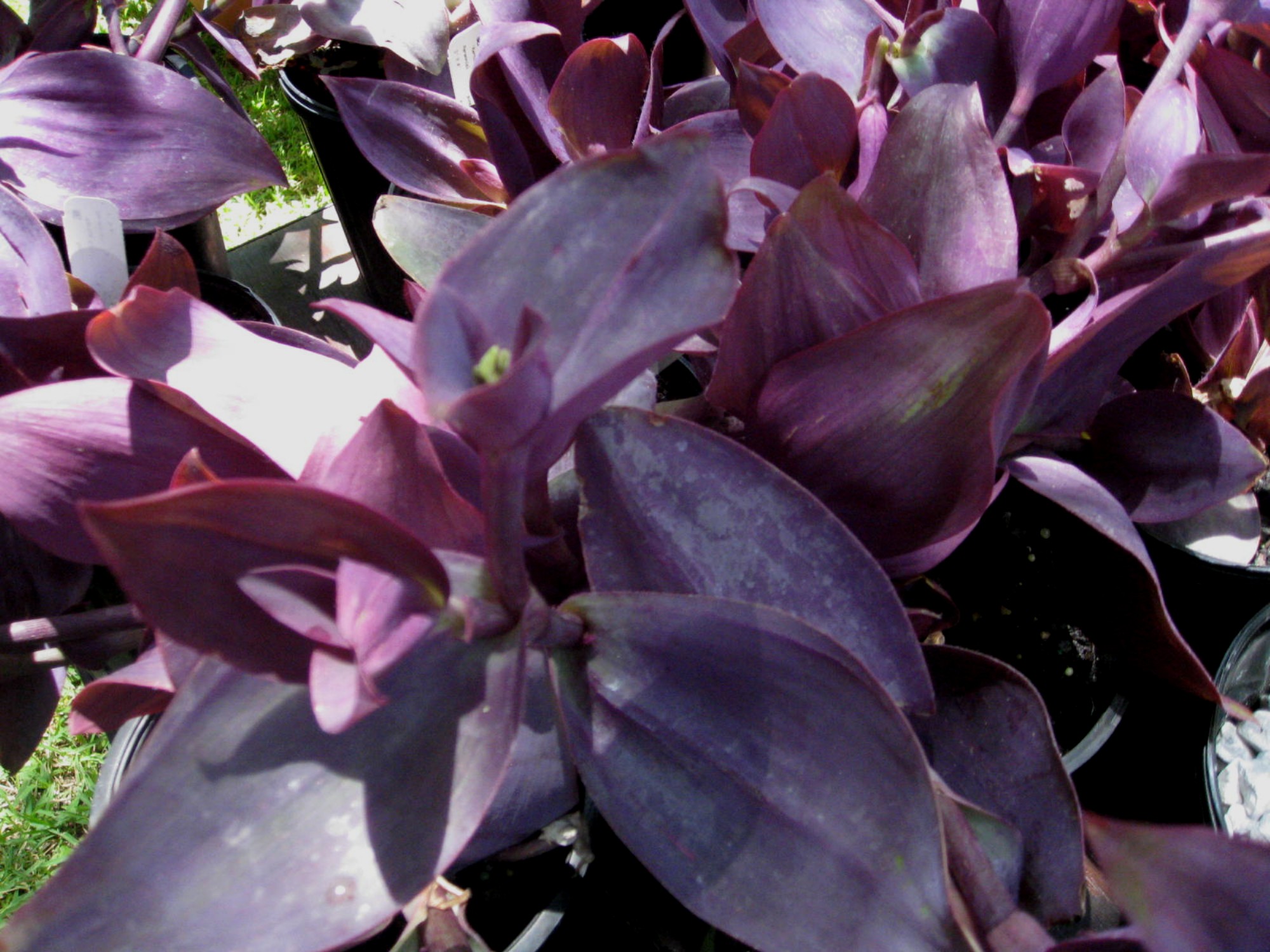 Setcreasea pallida 'Kartuz Giant' / Giant Purple Heart Wandering Jew