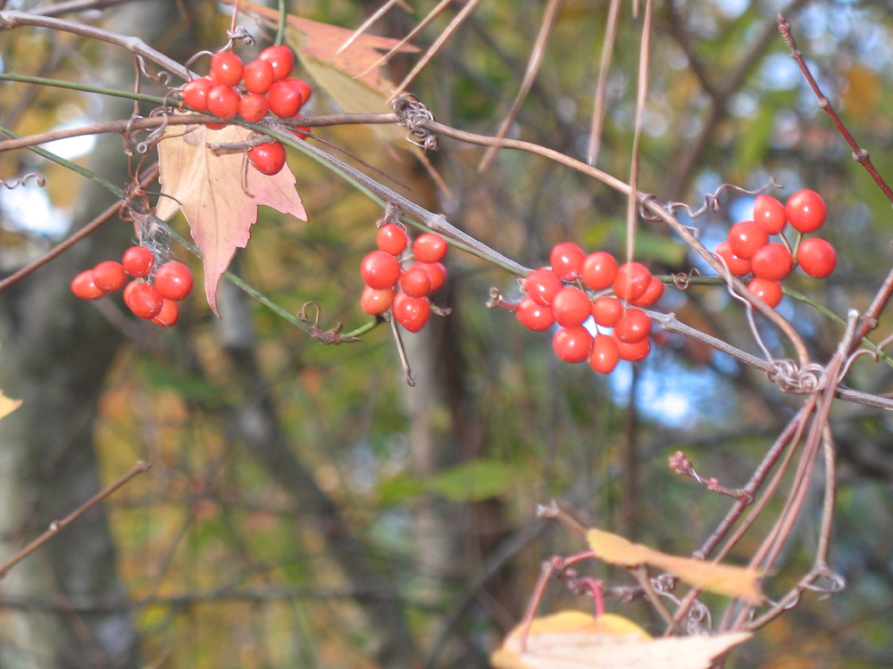 Smilax species / Smilax species