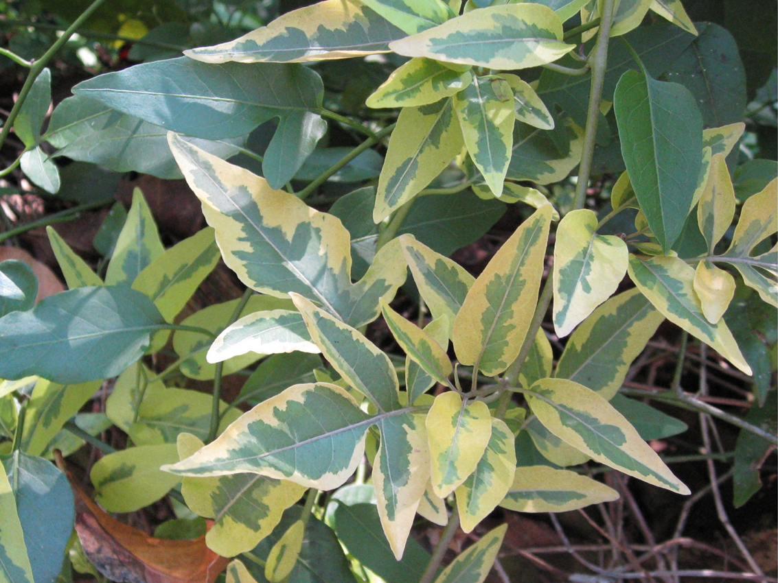 Solanum jasminoides 'Variegata'  / Solanum jasminoides 'Variegata' 