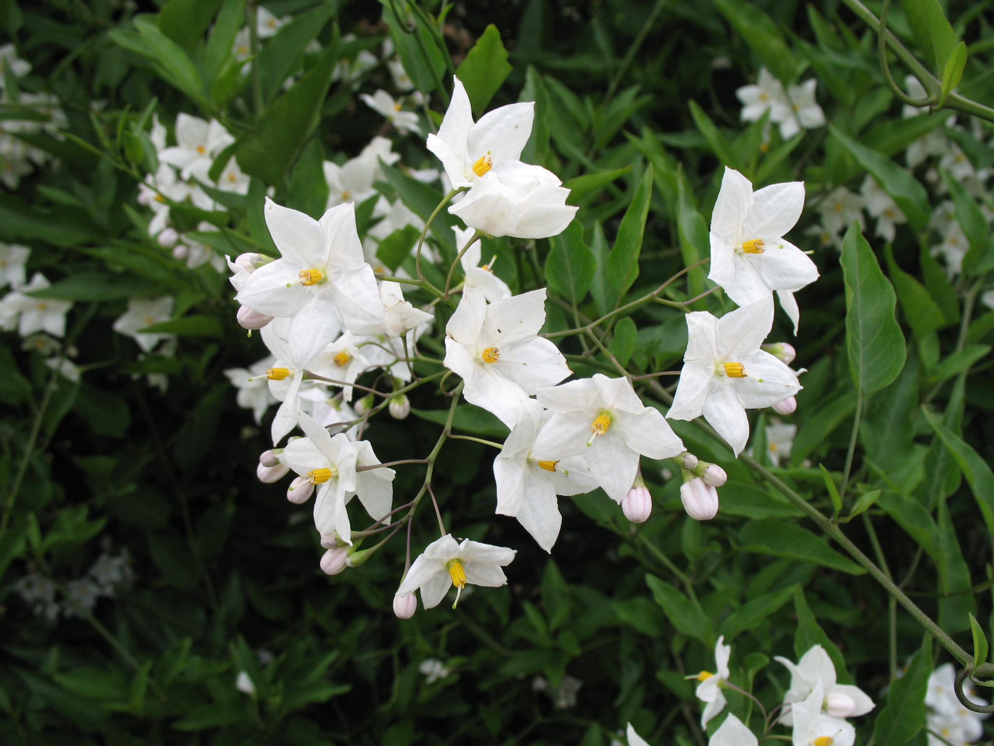 Solanum jasminoides  / Solanum jasminoides 