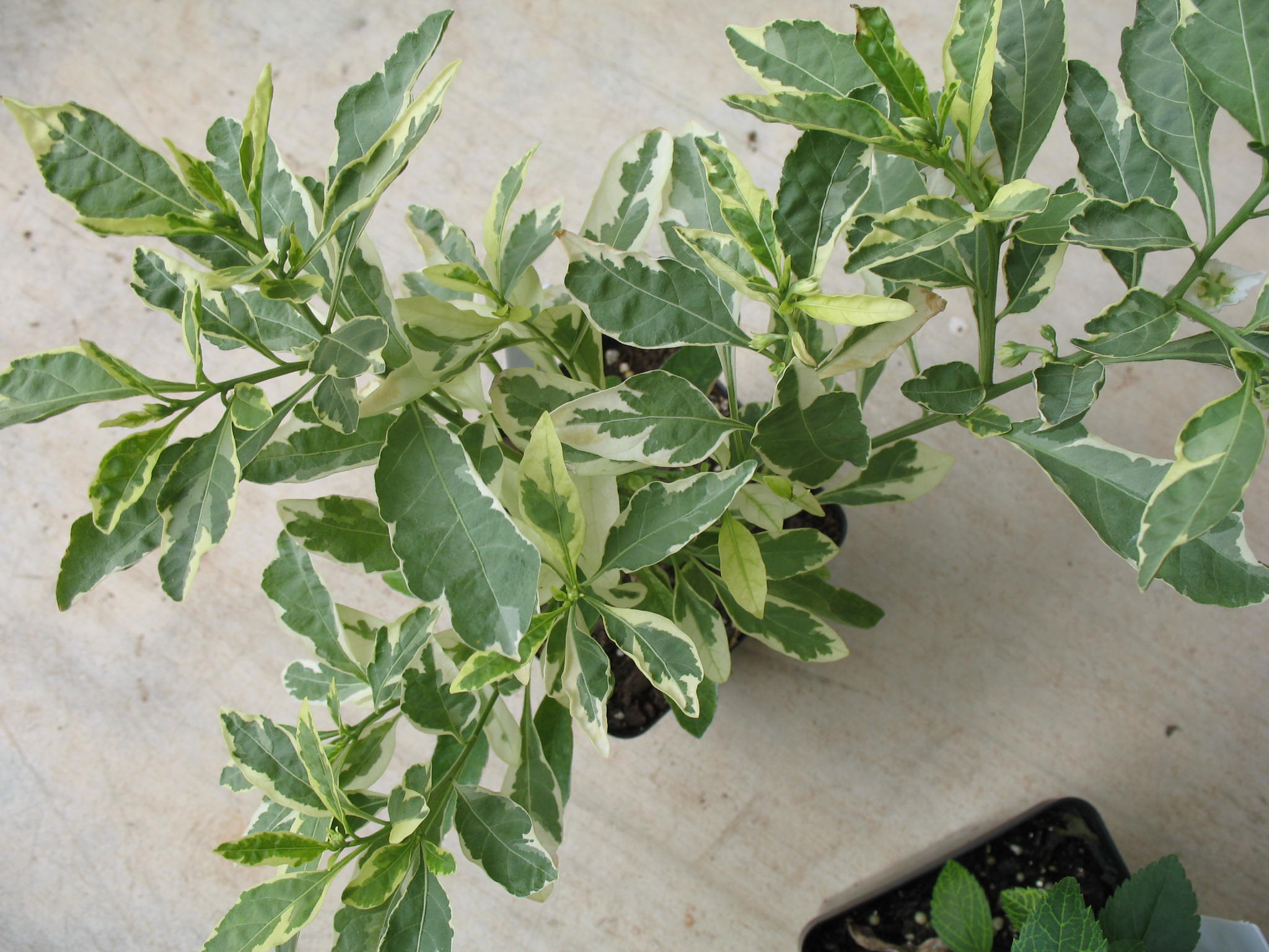 Solanum pseudocapsicum 'Variegata'  / Variegated Jerusalem Cherry