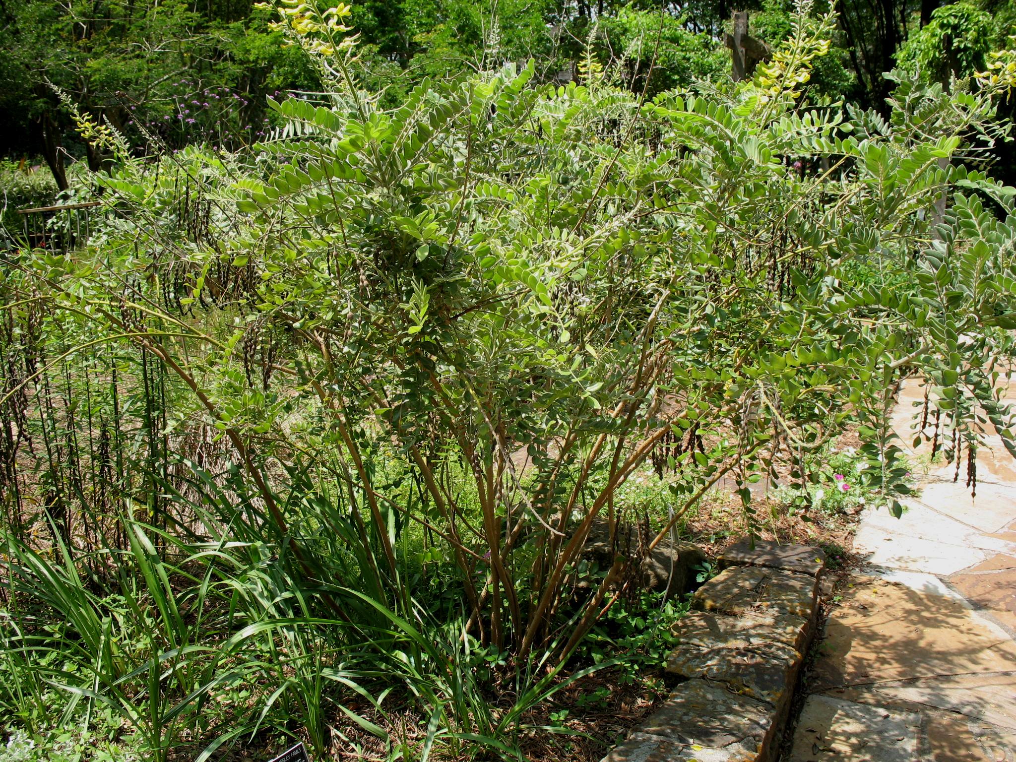 Sophora tomentosa  / Sophora tomentosa 