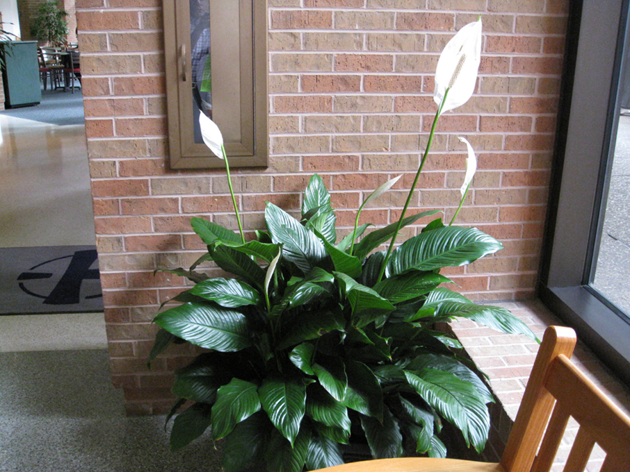 Spathiphyllum floribundum  / Peace Plant, Spathiphyllum