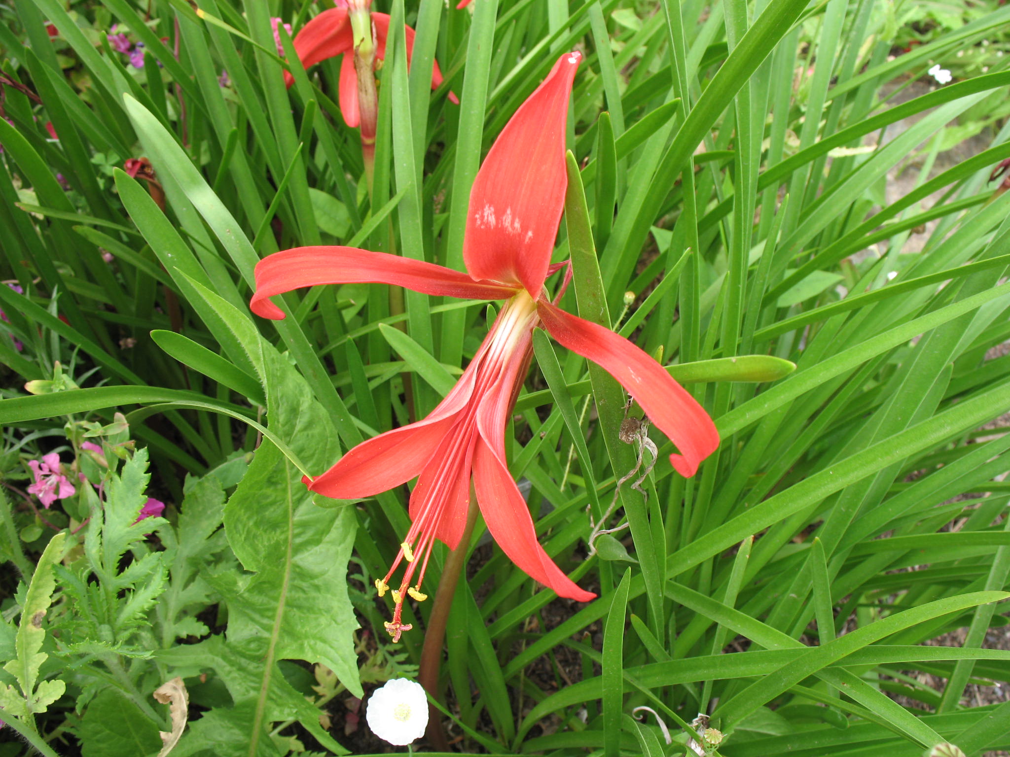 Sprekelia formosissima / Aztec Lily, Jacobean Lily