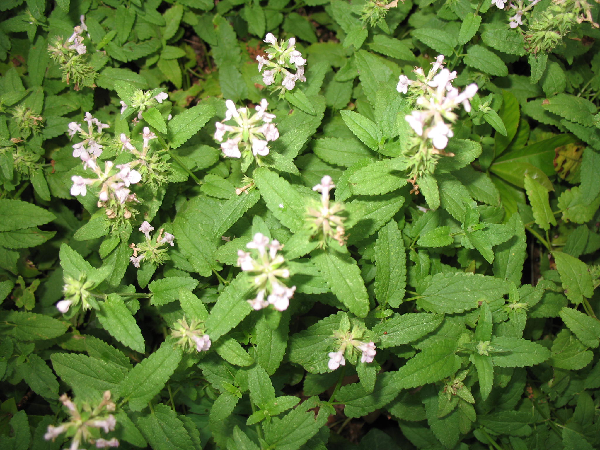 Stachys floridana  / Florida Betony