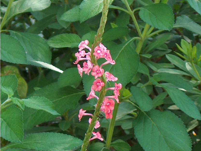 Stachytarpheta mutabilis / Pink Snakeweed