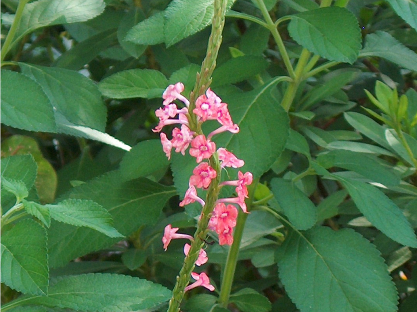 Stachytarpheta mutabilis / Stachytarpheta mutabilis