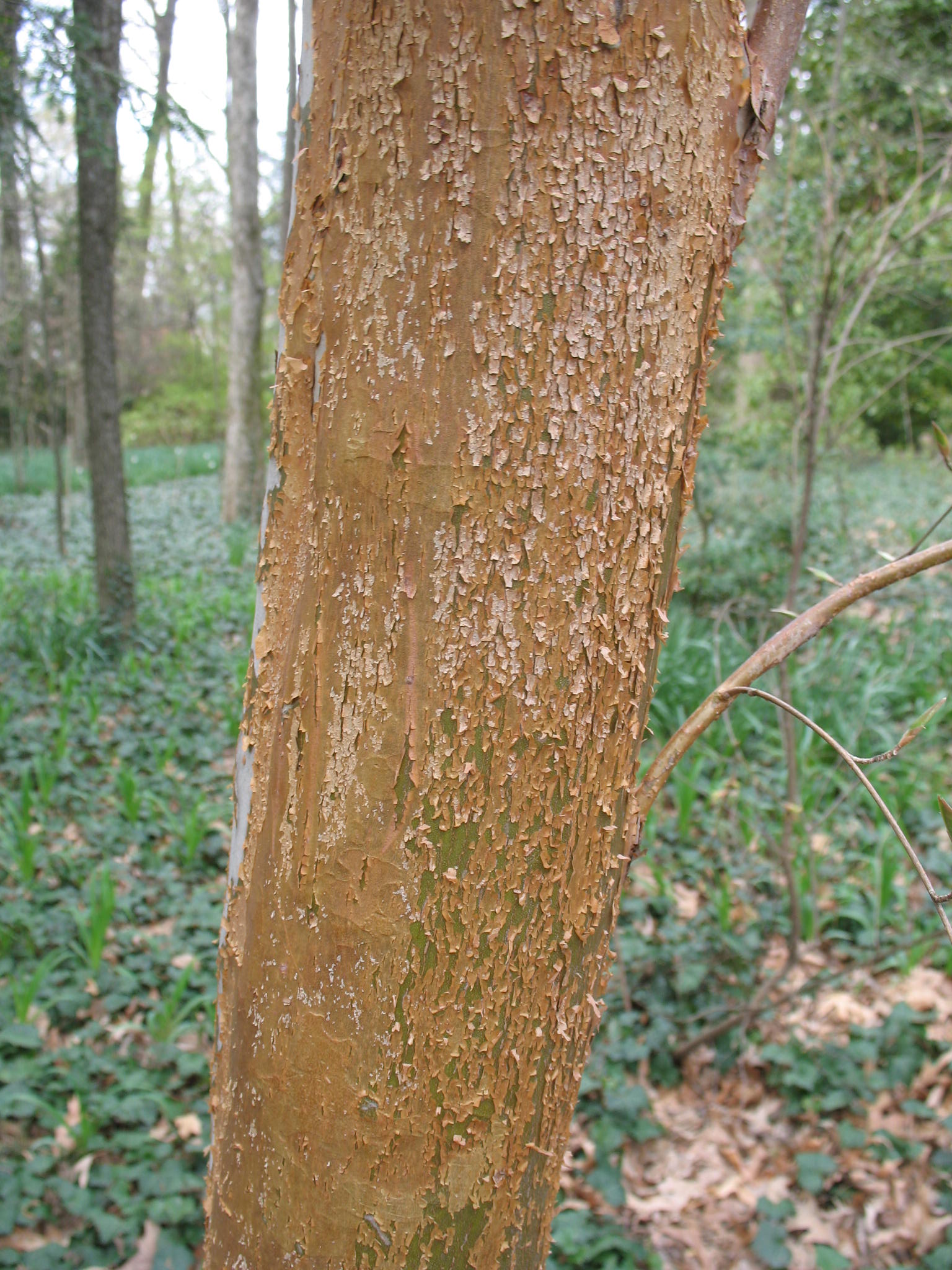 Stewartia pseudocamellia / Stewartia pseudocamellia