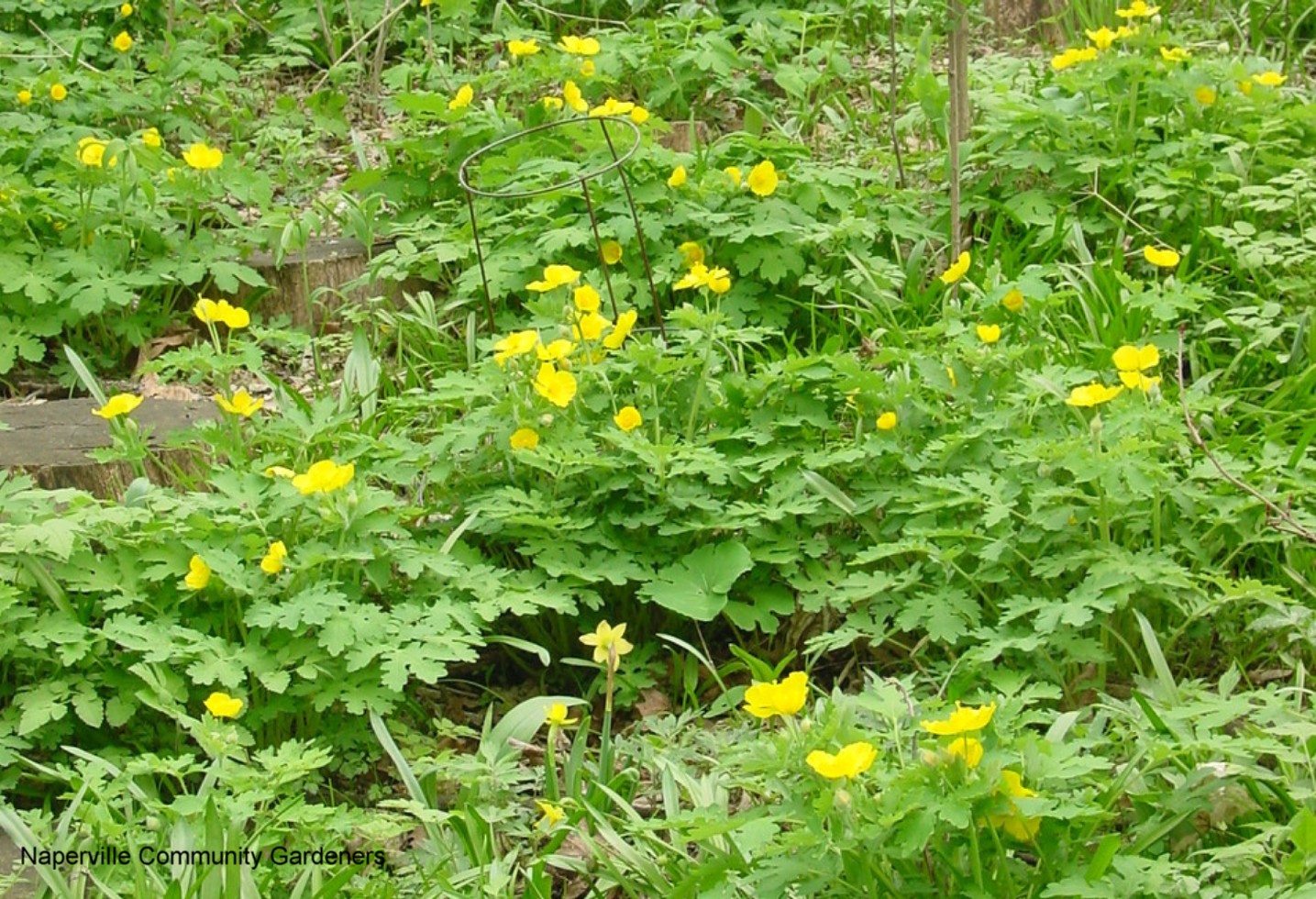 Stylophorum diphyllum / Celandine Poppy