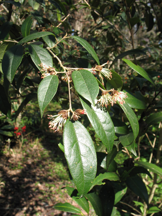 Sycopsis sinensis / Chinese Fighazel
