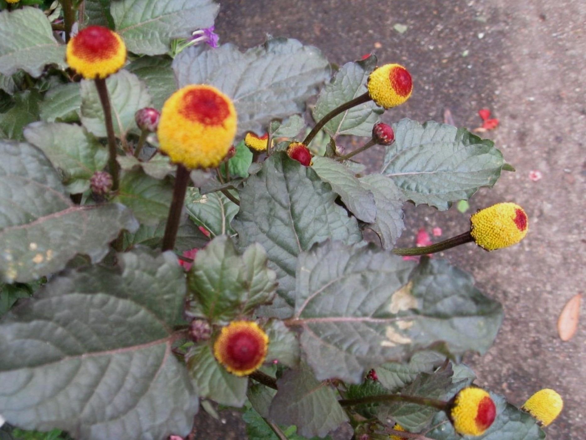 Spilanthes oleracea 'Peek A Boo' / Spilanthes oleracea 'Peek A Boo'